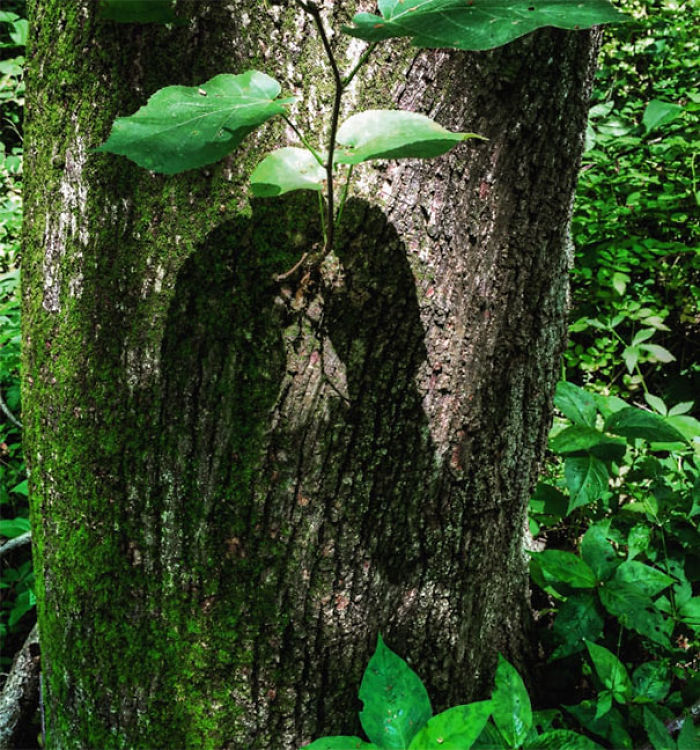 184 Incredible Shadows That Will Make You Look Twice 184 Incredible Shadows That Will Make You Look Twice