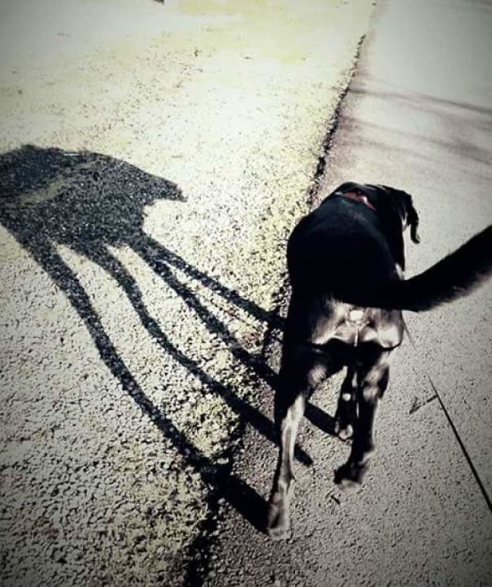 184 Incredible Shadows That Will Make You Look Twice 184 Incredible Shadows That Will Make You Look Twice