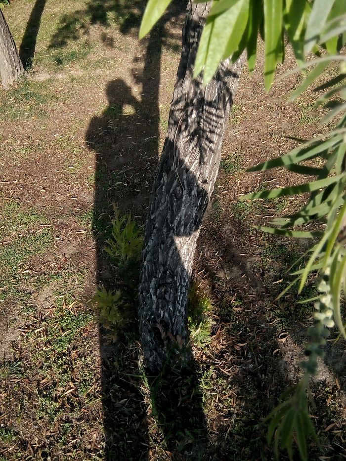 184 Incredible Shadows That Will Make You Look Twice 184 Incredible Shadows That Will Make You Look Twice