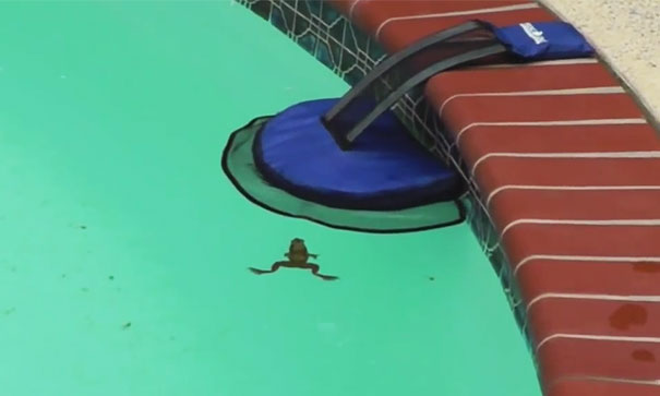 This Genius Invention Is Saving Animals From Terrible Death This Genius Invention Is Saving Animals From Terrible Death