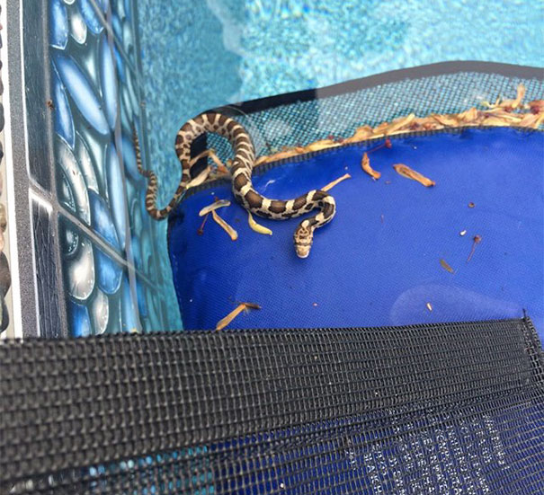 This Genius Invention Is Saving Animals From Terrible Death This Genius Invention Is Saving Animals From Terrible Death