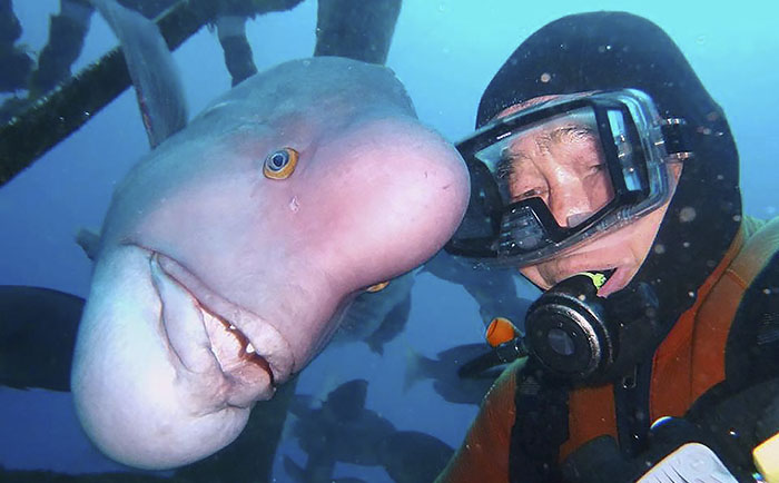This Japanese Diver Has Been Visiting His Best Friend Fish For 25 Years Now