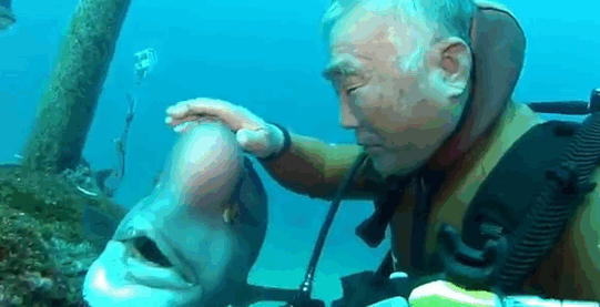 This Japanese Diver Has Been Visiting His Best Friend Fish For 25 Years Now