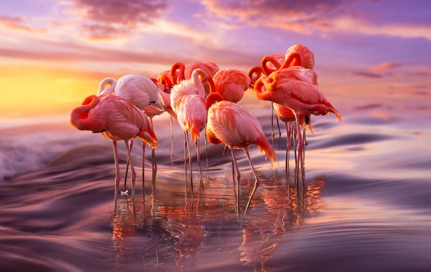 84 Gorgeous Flamingo Pics To Celebrate Pink Flamingo Day 84 Gorgeous Flamingo Pics To Celebrate Pink Flamingo Day