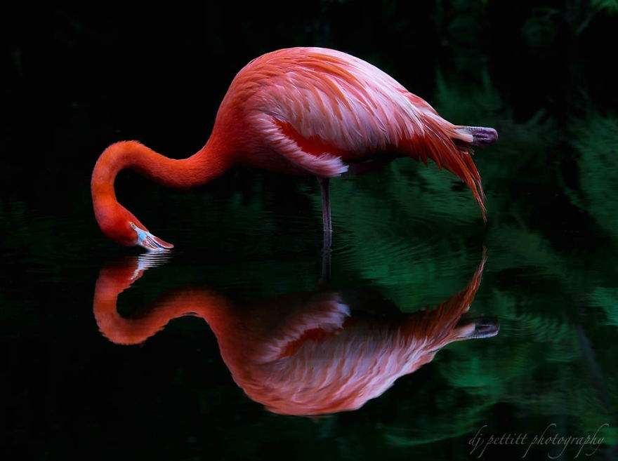 84 Gorgeous Flamingo Pics To Celebrate Pink Flamingo Day 84 Gorgeous Flamingo Pics To Celebrate Pink Flamingo Day