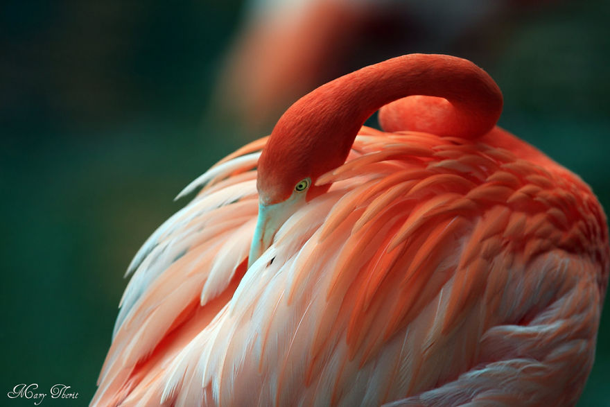 84 Gorgeous Flamingo Pics To Celebrate Pink Flamingo Day 84 Gorgeous Flamingo Pics To Celebrate Pink Flamingo Day