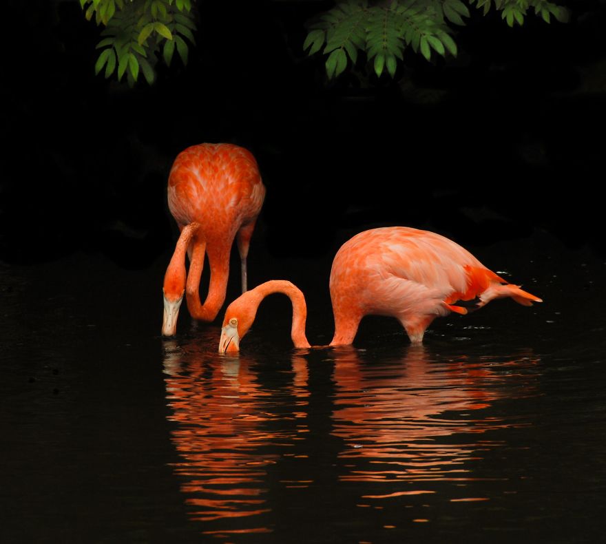 84 Gorgeous Flamingo Pics To Celebrate Pink Flamingo Day 84 Gorgeous Flamingo Pics To Celebrate Pink Flamingo Day
