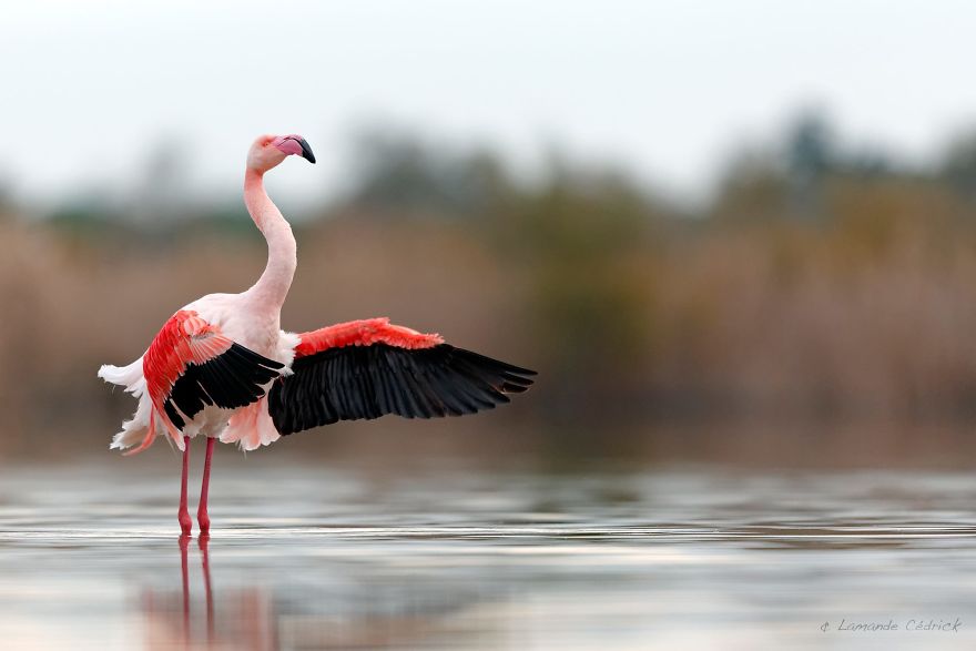 84 Gorgeous Flamingo Pics To Celebrate Pink Flamingo Day 84 Gorgeous Flamingo Pics To Celebrate Pink Flamingo Day