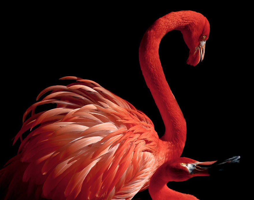 84 Gorgeous Flamingo Pics To Celebrate Pink Flamingo Day 84 Gorgeous Flamingo Pics To Celebrate Pink Flamingo Day
