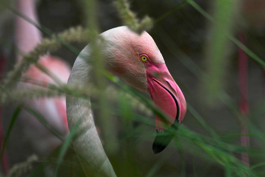 84 Gorgeous Flamingo Pics To Celebrate Pink Flamingo Day 84 Gorgeous Flamingo Pics To Celebrate Pink Flamingo Day