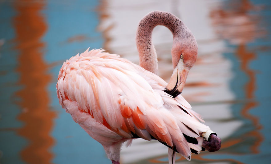 84 Gorgeous Flamingo Pics To Celebrate Pink Flamingo Day 84 Gorgeous Flamingo Pics To Celebrate Pink Flamingo Day