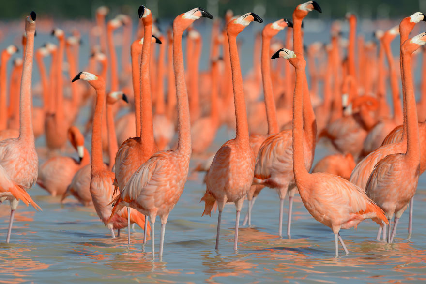 84 Gorgeous Flamingo Pics To Celebrate Pink Flamingo Day 84 Gorgeous Flamingo Pics To Celebrate Pink Flamingo Day