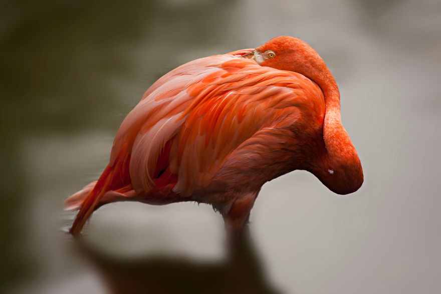 84 Gorgeous Flamingo Pics To Celebrate Pink Flamingo Day 84 Gorgeous Flamingo Pics To Celebrate Pink Flamingo Day