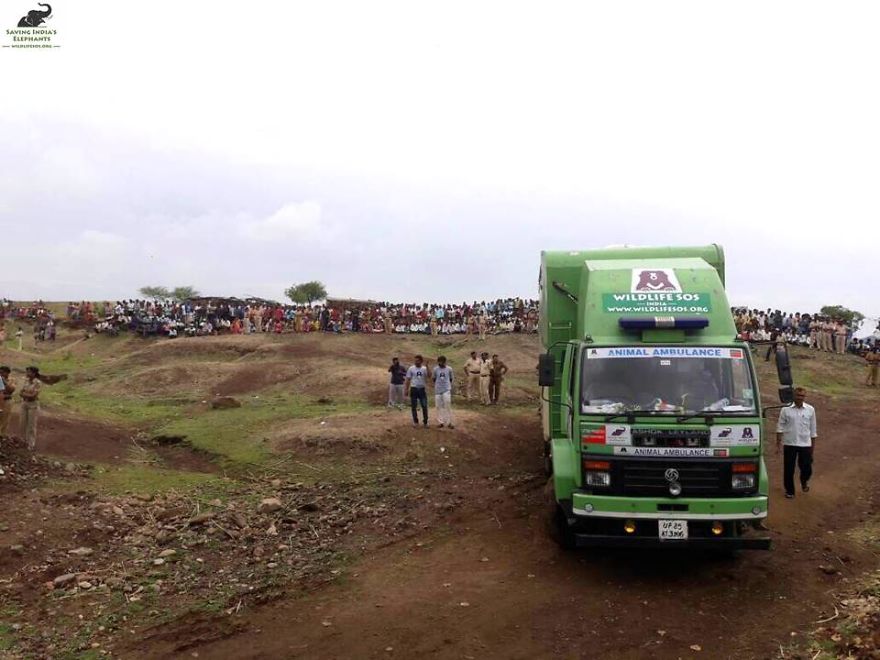 Elephant, Who Was Abused For 50 Years And Lived In Chains, Is Finally Freed By Wildlife Sos Elephant, Who Was Abused For 50 Years And Lived In Chains, Is Finally Freed By Wildlife Sos