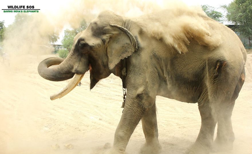 Elephant, Who Was Abused For 50 Years And Lived In Chains, Is Finally Freed By Wildlife Sos Elephant, Who Was Abused For 50 Years And Lived In Chains, Is Finally Freed By Wildlife Sos