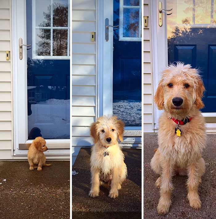 50 Adorable Before & After Pics Of Dogs Growing Up 50 Adorable Before & After Pics Of Dogs Growing Up