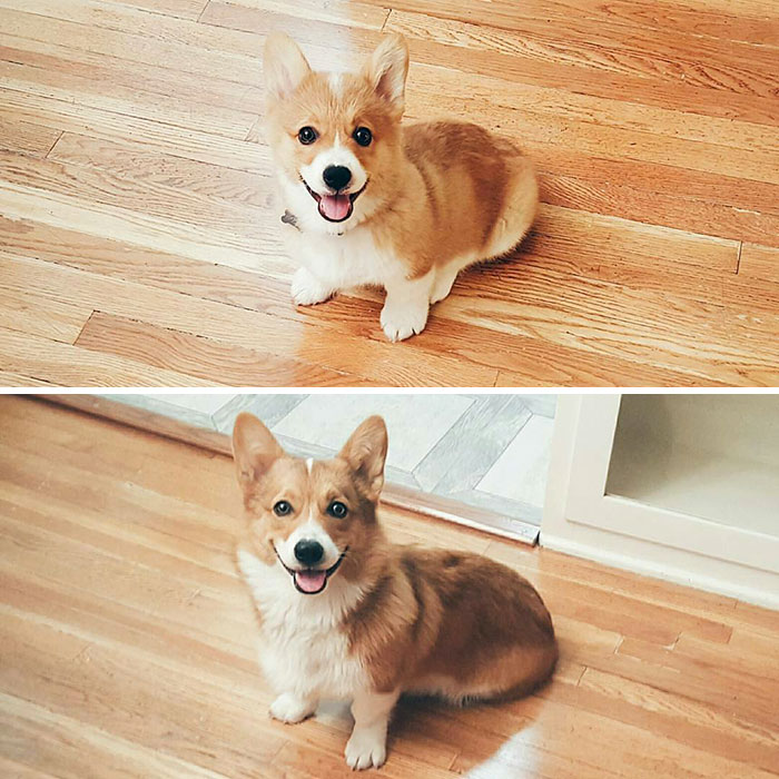 50 Adorable Before & After Pics Of Dogs Growing Up 50 Adorable Before & After Pics Of Dogs Growing Up