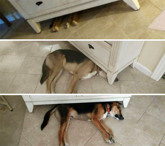 50 Adorable Before & After Pics Of Dogs Growing Up 50 Adorable Before & After Pics Of Dogs Growing Up