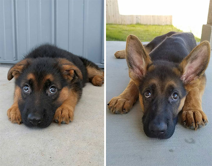 50 Adorable Before & After Pics Of Dogs Growing Up 50 Adorable Before & After Pics Of Dogs Growing Up