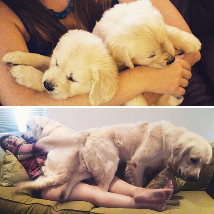 50 Adorable Before & After Pics Of Dogs Growing Up 50 Adorable Before & After Pics Of Dogs Growing Up