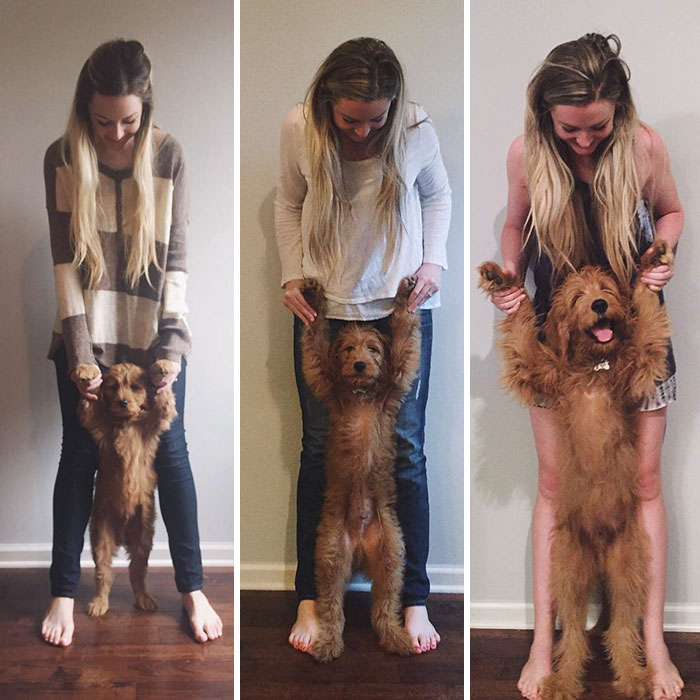50 Adorable Before & After Pics Of Dogs Growing Up 50 Adorable Before & After Pics Of Dogs Growing Up