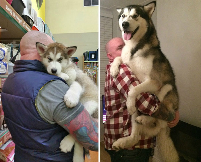 50 Adorable Before & After Pics Of Dogs Growing Up 50 Adorable Before & After Pics Of Dogs Growing Up