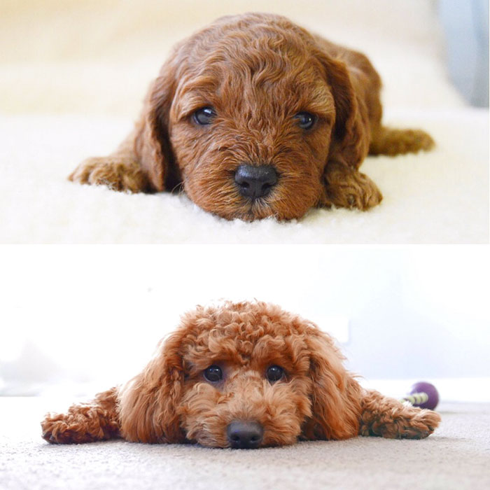 50 Adorable Before & After Pics Of Dogs Growing Up 50 Adorable Before & After Pics Of Dogs Growing Up