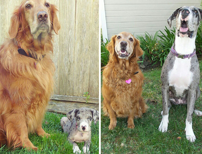 50 Adorable Before & After Pics Of Dogs Growing Up 50 Adorable Before & After Pics Of Dogs Growing Up