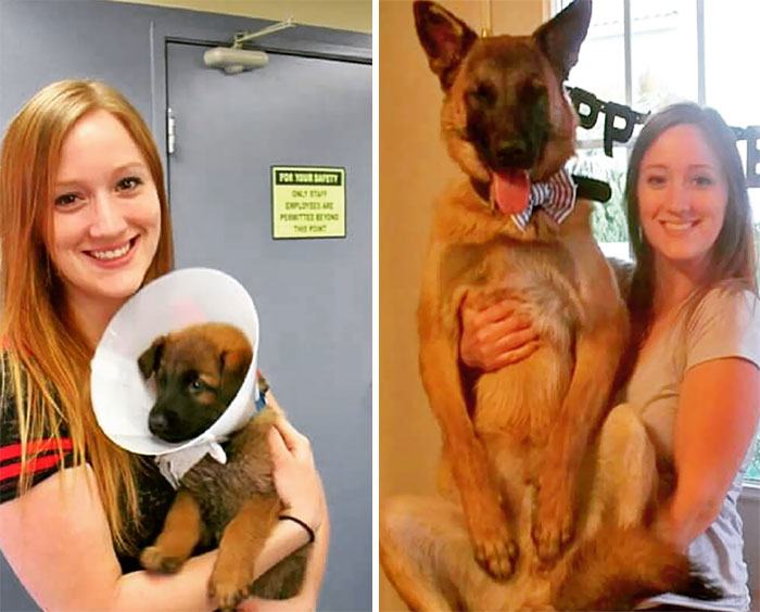 50 Adorable Before & After Pics Of Dogs Growing Up 50 Adorable Before & After Pics Of Dogs Growing Up