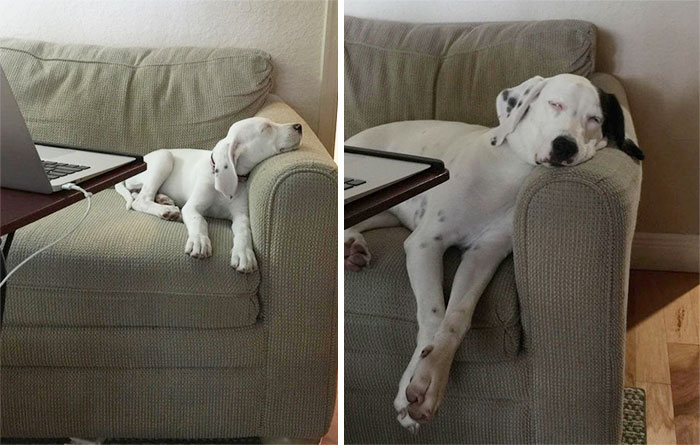 50 Adorable Before & After Pics Of Dogs Growing Up 50 Adorable Before & After Pics Of Dogs Growing Up