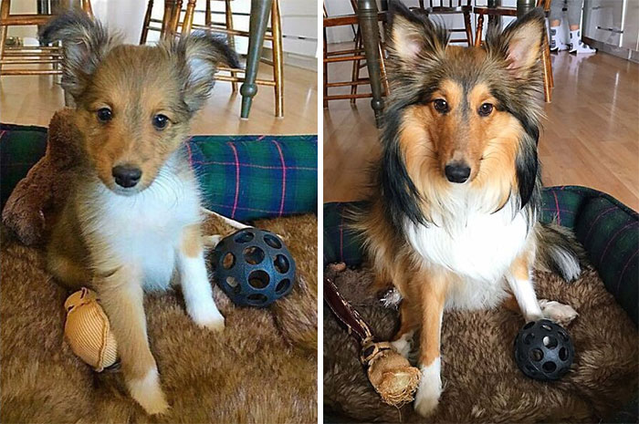 50 Adorable Before & After Pics Of Dogs Growing Up 50 Adorable Before & After Pics Of Dogs Growing Up