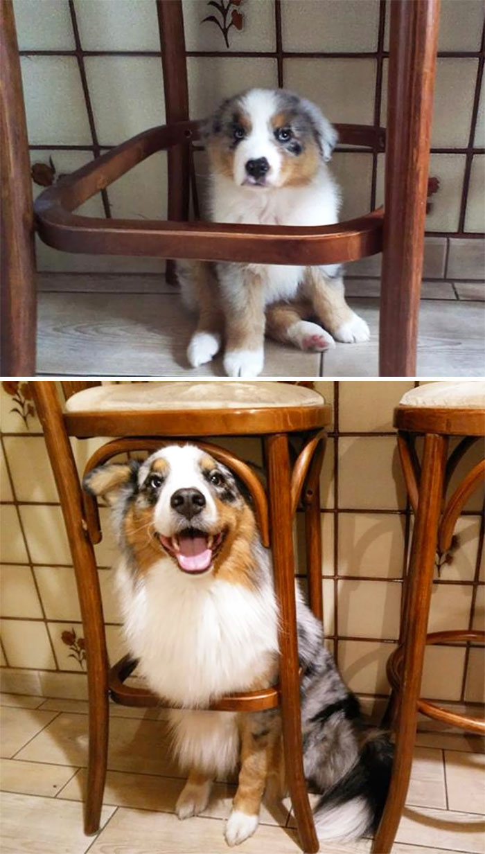 50 Adorable Before & After Pics Of Dogs Growing Up 50 Adorable Before & After Pics Of Dogs Growing Up