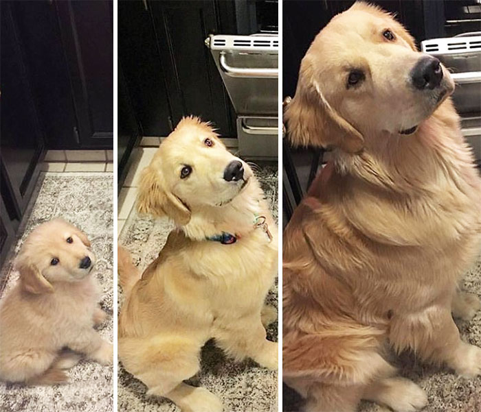 50 Adorable Before & After Pics Of Dogs Growing Up 50 Adorable Before & After Pics Of Dogs Growing Up