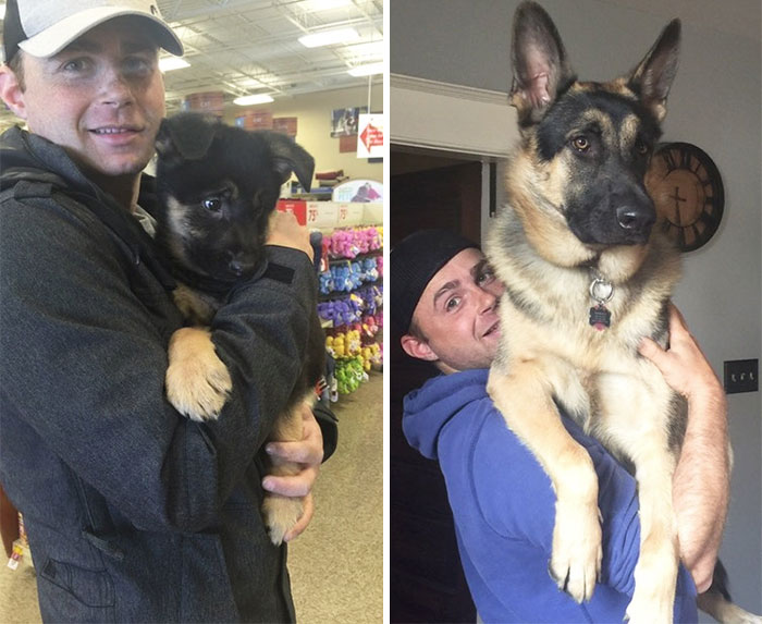 50 Adorable Before & After Pics Of Dogs Growing Up 50 Adorable Before & After Pics Of Dogs Growing Up