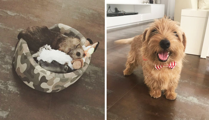 50 Adorable Before & After Pics Of Dogs Growing Up 50 Adorable Before & After Pics Of Dogs Growing Up