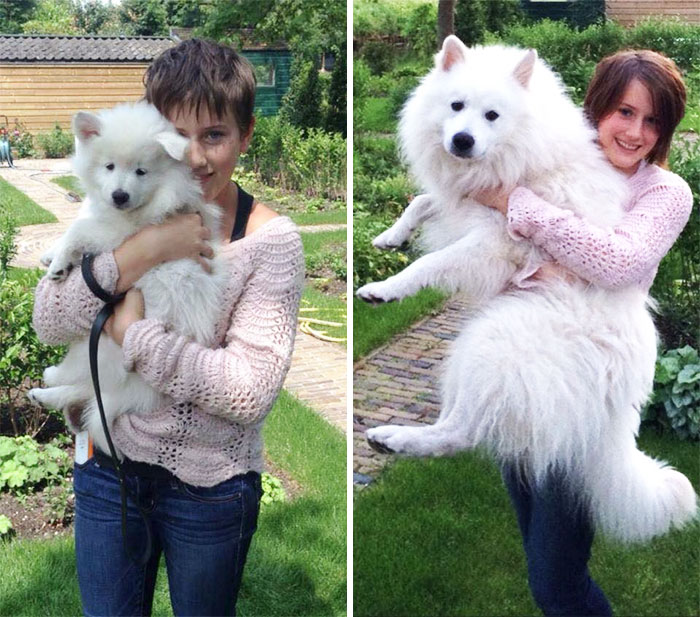 50 Adorable Before & After Pics Of Dogs Growing Up 50 Adorable Before & After Pics Of Dogs Growing Up