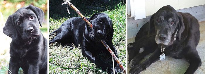 50 Adorable Before & After Pics Of Dogs Growing Up 50 Adorable Before & After Pics Of Dogs Growing Up