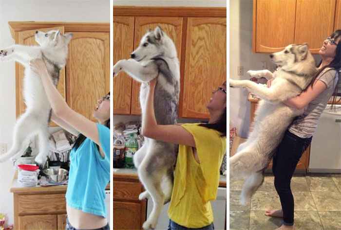 50 Adorable Before & After Pics Of Dogs Growing Up 50 Adorable Before & After Pics Of Dogs Growing Up