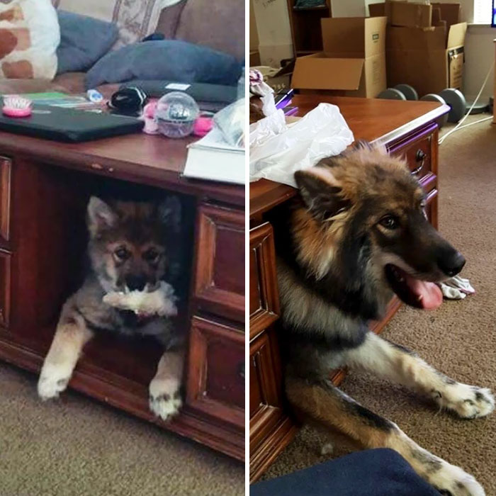 50 Adorable Before & After Pics Of Dogs Growing Up 50 Adorable Before & After Pics Of Dogs Growing Up