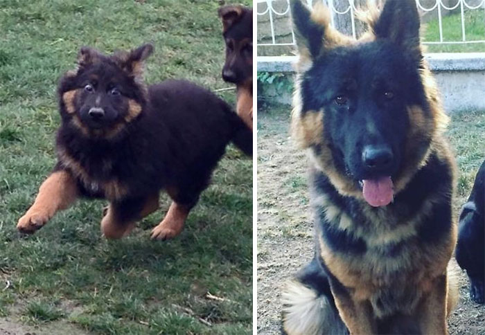 50 Adorable Before & After Pics Of Dogs Growing Up 50 Adorable Before & After Pics Of Dogs Growing Up