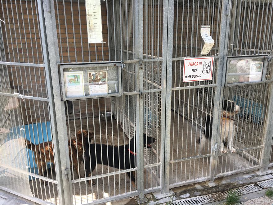 They Saved More Than 1000 Cats And Dogs Last Year They Saved More Than 1000 Cats And Dogs Last Year