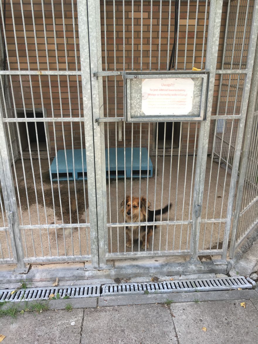 They Saved More Than 1000 Cats And Dogs Last Year They Saved More Than 1000 Cats And Dogs Last Year