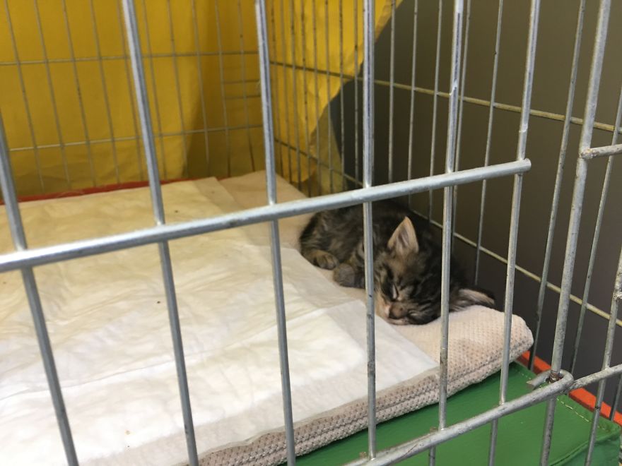 They Saved More Than 1000 Cats And Dogs Last Year They Saved More Than 1000 Cats And Dogs Last Year