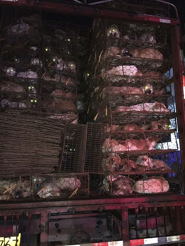 Guy Sees Truck Loaded With 1000 Dogs About To Be Butchered, Drives His SUV In Front Of The Truck To Stop It