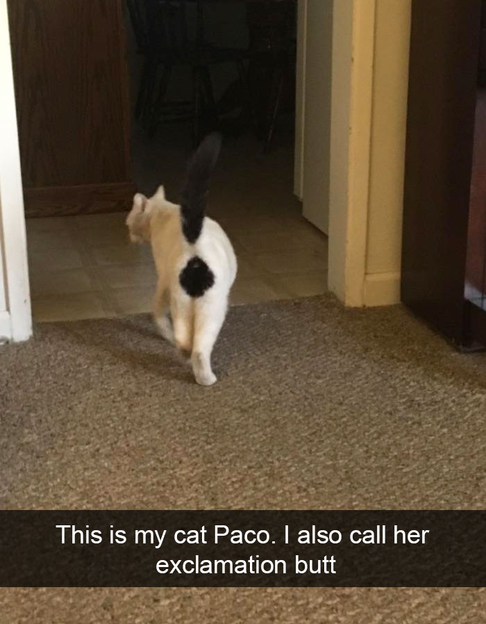 128 Hilarious Cat Snapchats That Are Im-paw-sible Not To Laugh At 128 Hilarious Cat Snapchats That Are Im-paw-sible Not To Laugh At