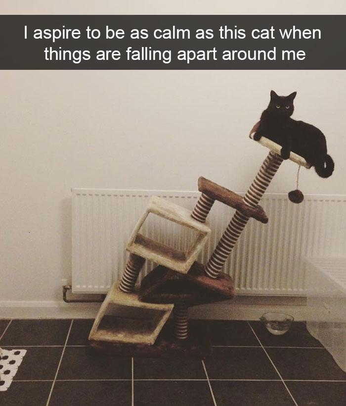 128 Hilarious Cat Snapchats That Are Im-paw-sible Not To Laugh At 128 Hilarious Cat Snapchats That Are Im-paw-sible Not To Laugh At