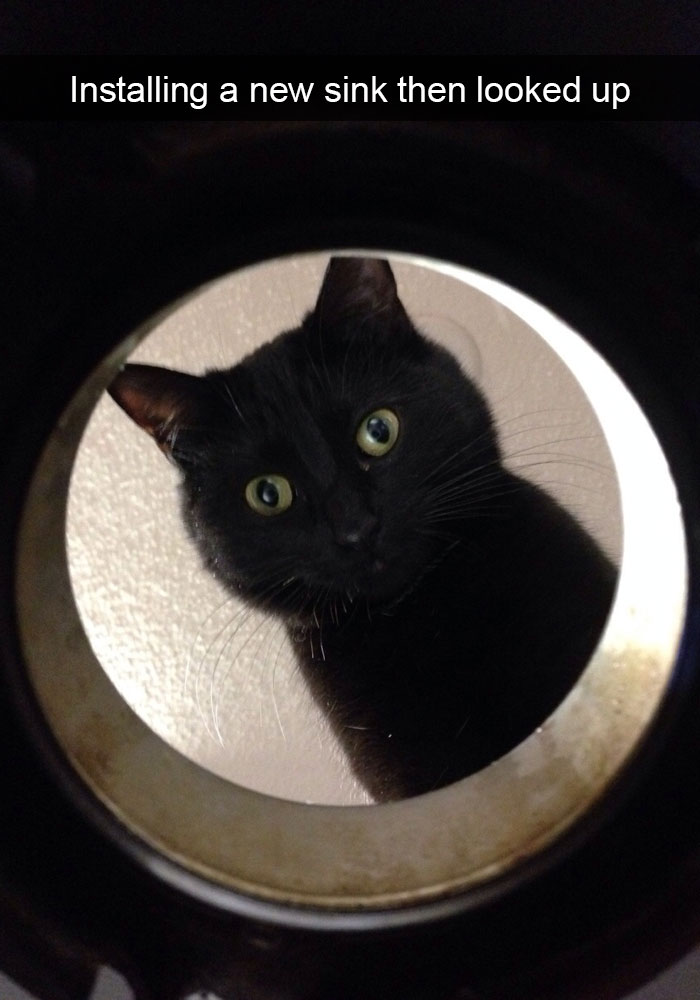 128 Hilarious Cat Snapchats That Are Im-paw-sible Not To Laugh At 128 Hilarious Cat Snapchats That Are Im-paw-sible Not To Laugh At