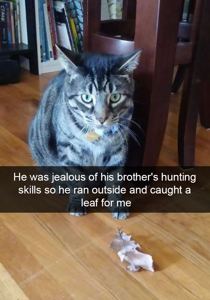 128 Hilarious Cat Snapchats That Are Im-paw-sible Not To Laugh At 128 Hilarious Cat Snapchats That Are Im-paw-sible Not To Laugh At