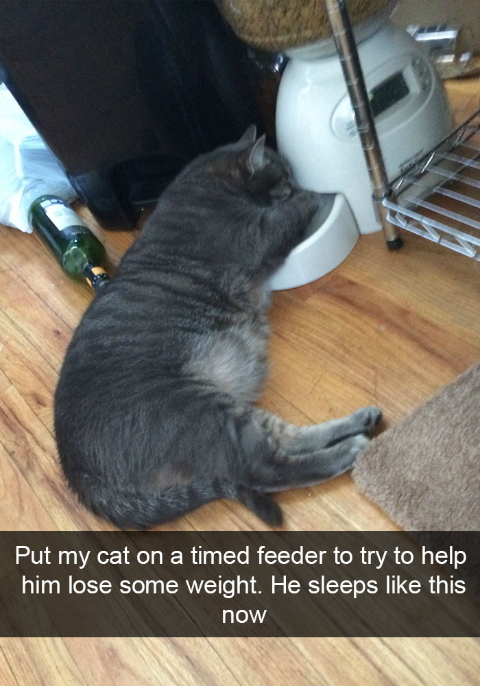 128 Hilarious Cat Snapchats That Are Im-paw-sible Not To Laugh At 128 Hilarious Cat Snapchats That Are Im-paw-sible Not To Laugh At