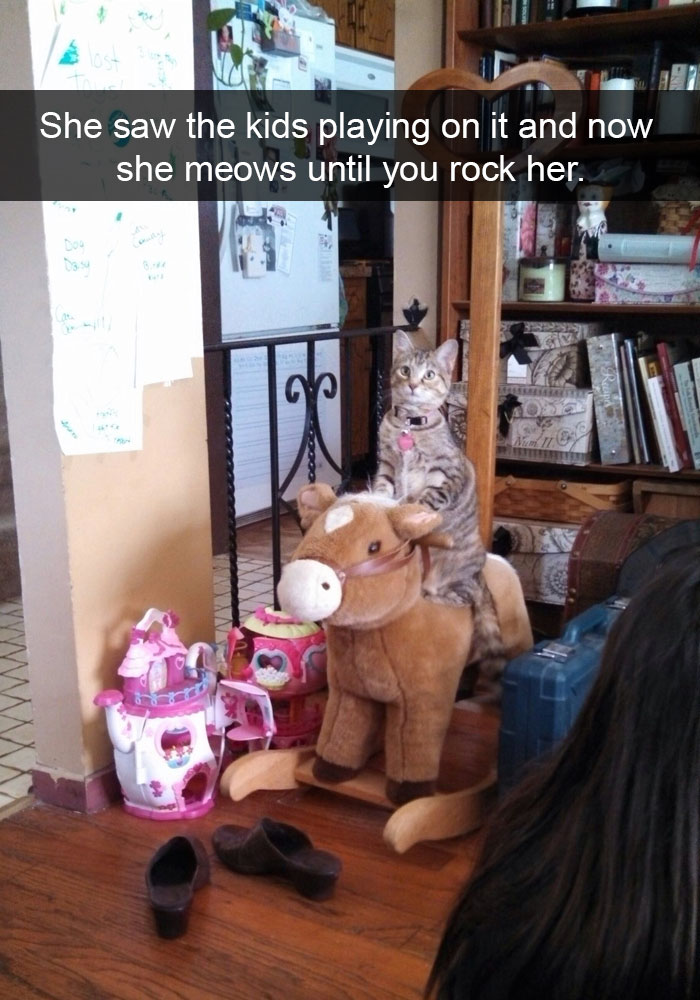 128 Hilarious Cat Snapchats That Are Im-paw-sible Not To Laugh At 128 Hilarious Cat Snapchats That Are Im-paw-sible Not To Laugh At